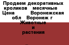 Продаем декоративных кроликов 1 месячные. › Цена ­ 600 - Воронежская обл., Воронеж г. Животные и растения » Другие животные   . Воронежская обл.